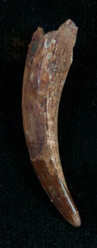 Pterosaur Tooth - Tegana Formation #7179